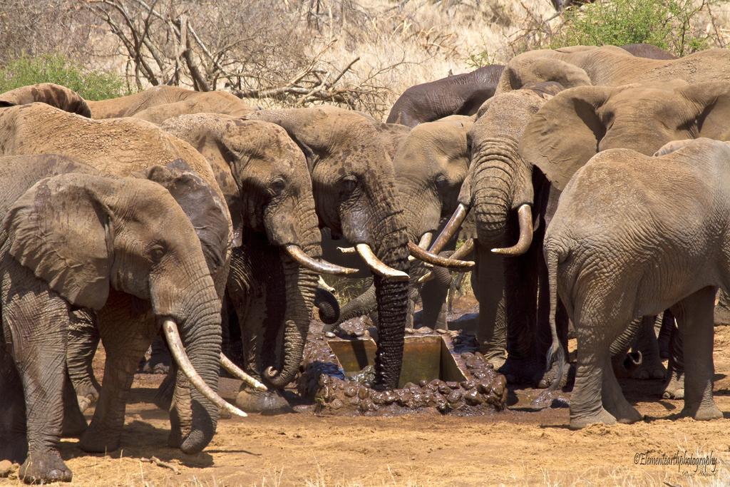Hotel Elerai Camp Amboseli-Nationalpark Exterior foto