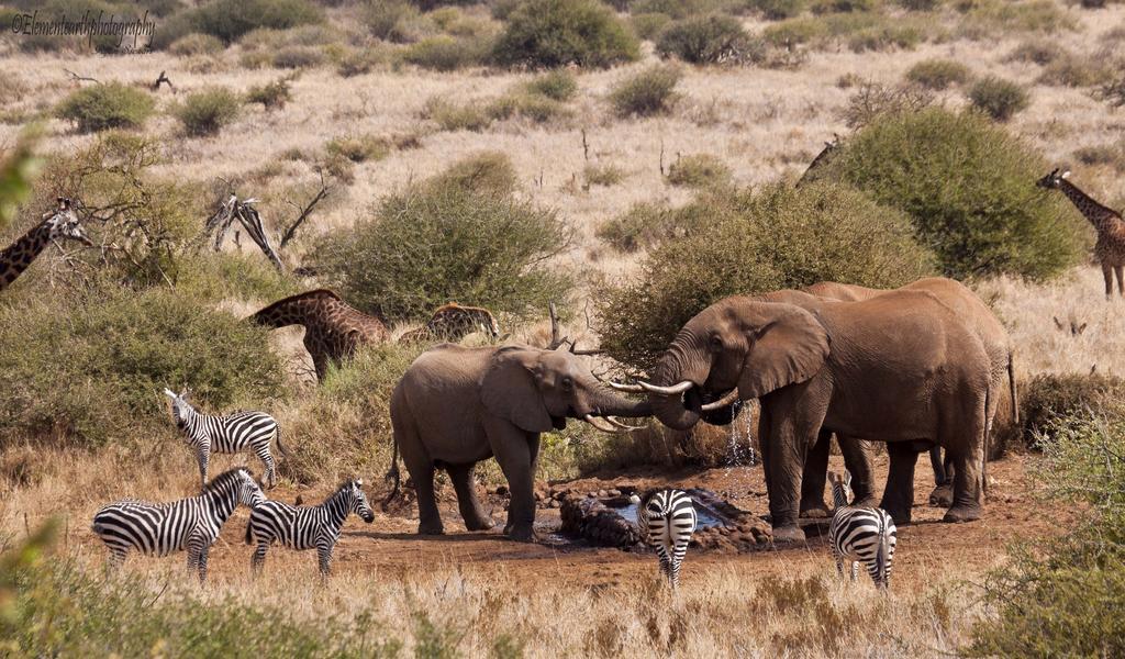 Hotel Elerai Camp Amboseli-Nationalpark Exterior foto