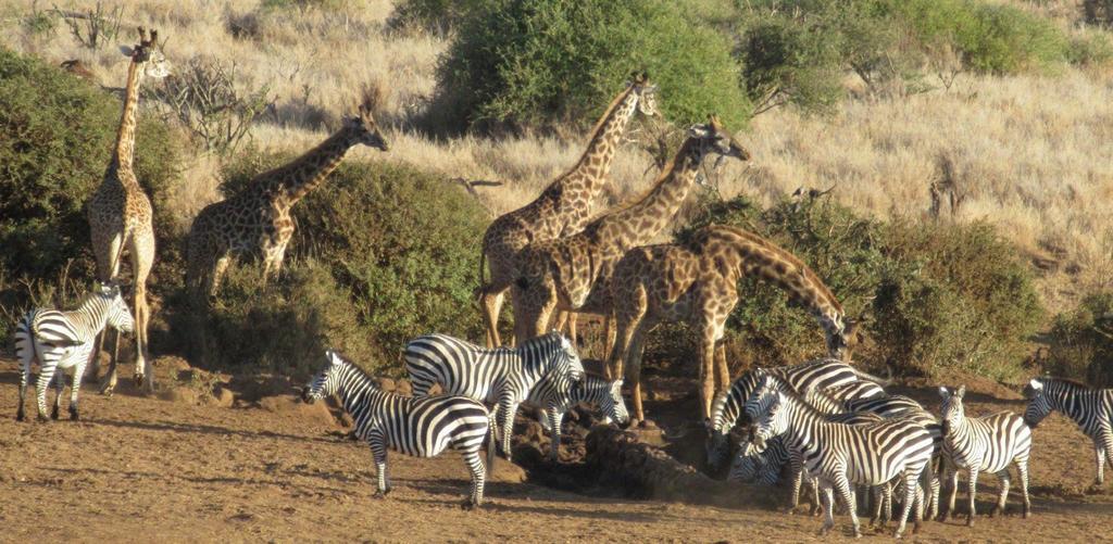 Hotel Elerai Camp Amboseli-Nationalpark Exterior foto